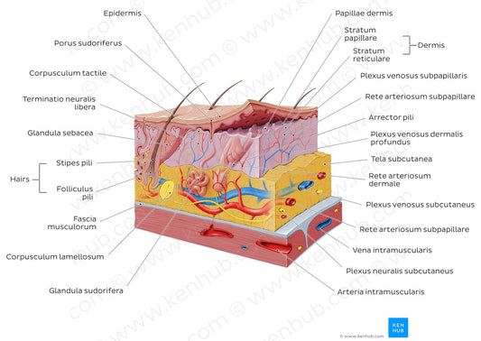 Integumentary system (Latin)