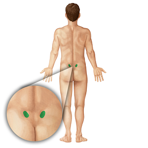 Posterior superior iliac spine (#19807)