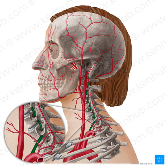 Vertebral artery (#21813)
