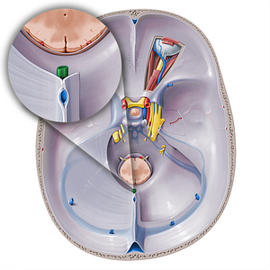 Great cerebral vein (#10390)