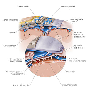 Meninges of the brain (coronal section) (Latin)