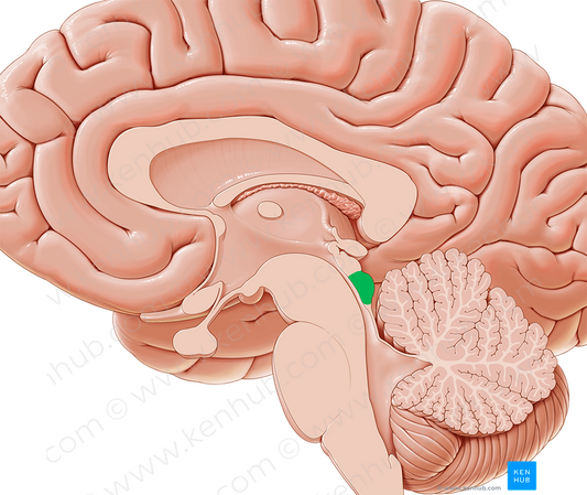 Inferior colliculus (#2658)