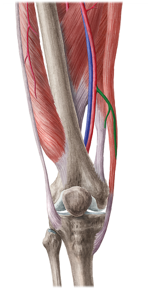 Descending genicular artery (#1103)