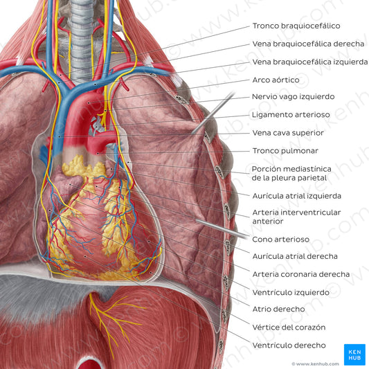 Heart in situ (pericardium removed) (Spanish)