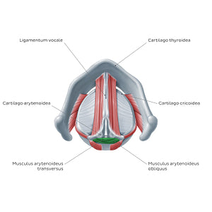 Larynx: action of transverse and oblique arytenoid muscles (Latin)