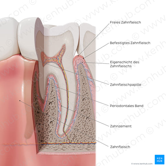 Tooth: Supporting structures (German)