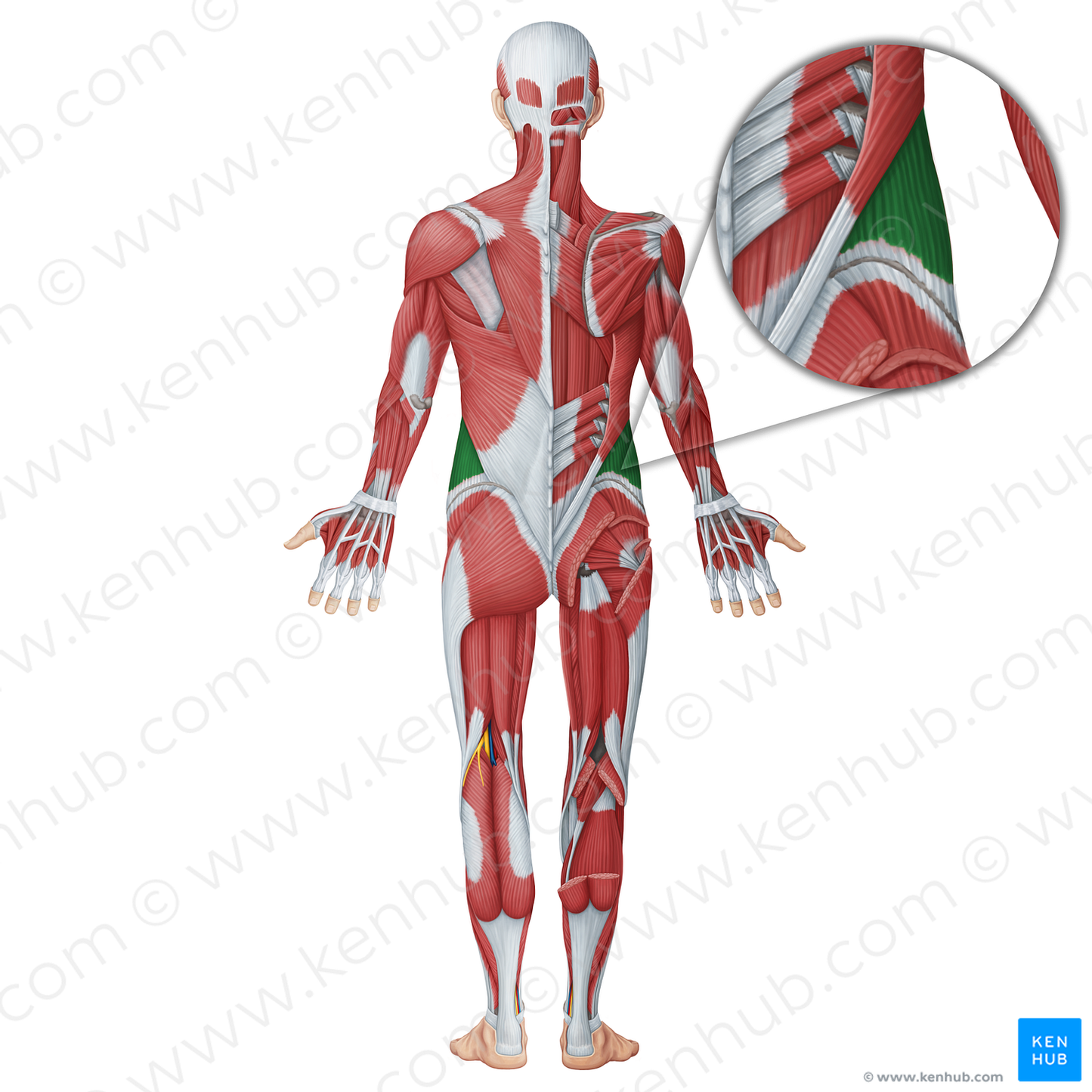 External abdominal oblique muscle (#18670)
