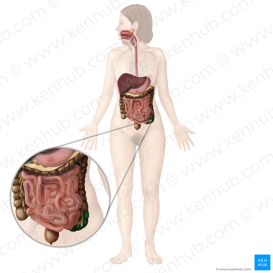 Sigmoid colon (#2750)