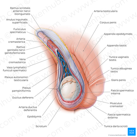 Scrotum and spermatic cord (Latin)