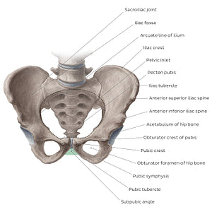 Bony pelvis (anterior view) (English)