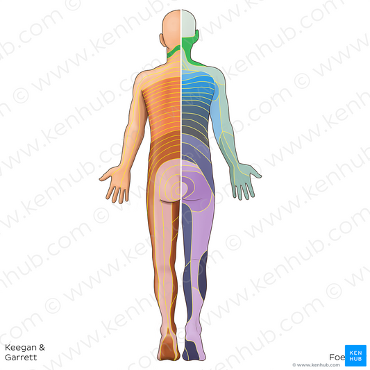 C3 dermatome (#20830)