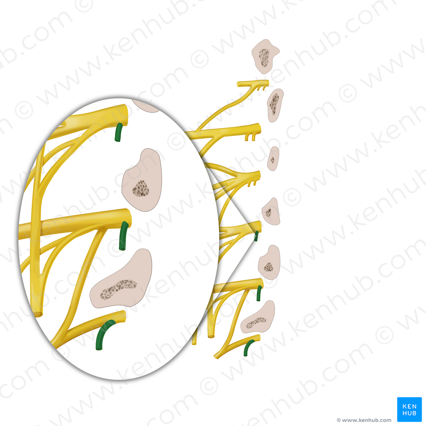 Gray ramus communicans of spinal nerve (#12890)