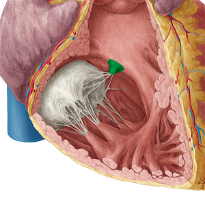 Septal papillary muscle of right ventricle (#5718)