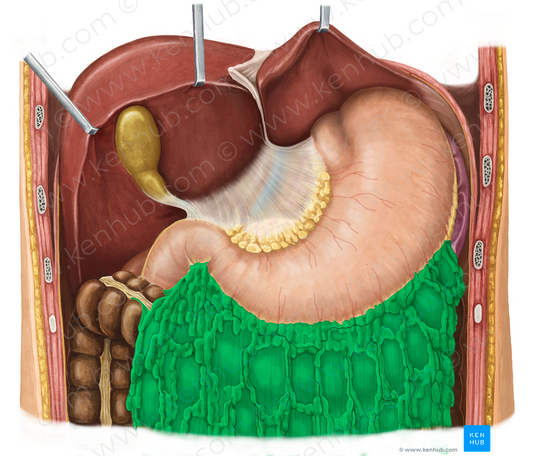 Greater omentum (#7314)