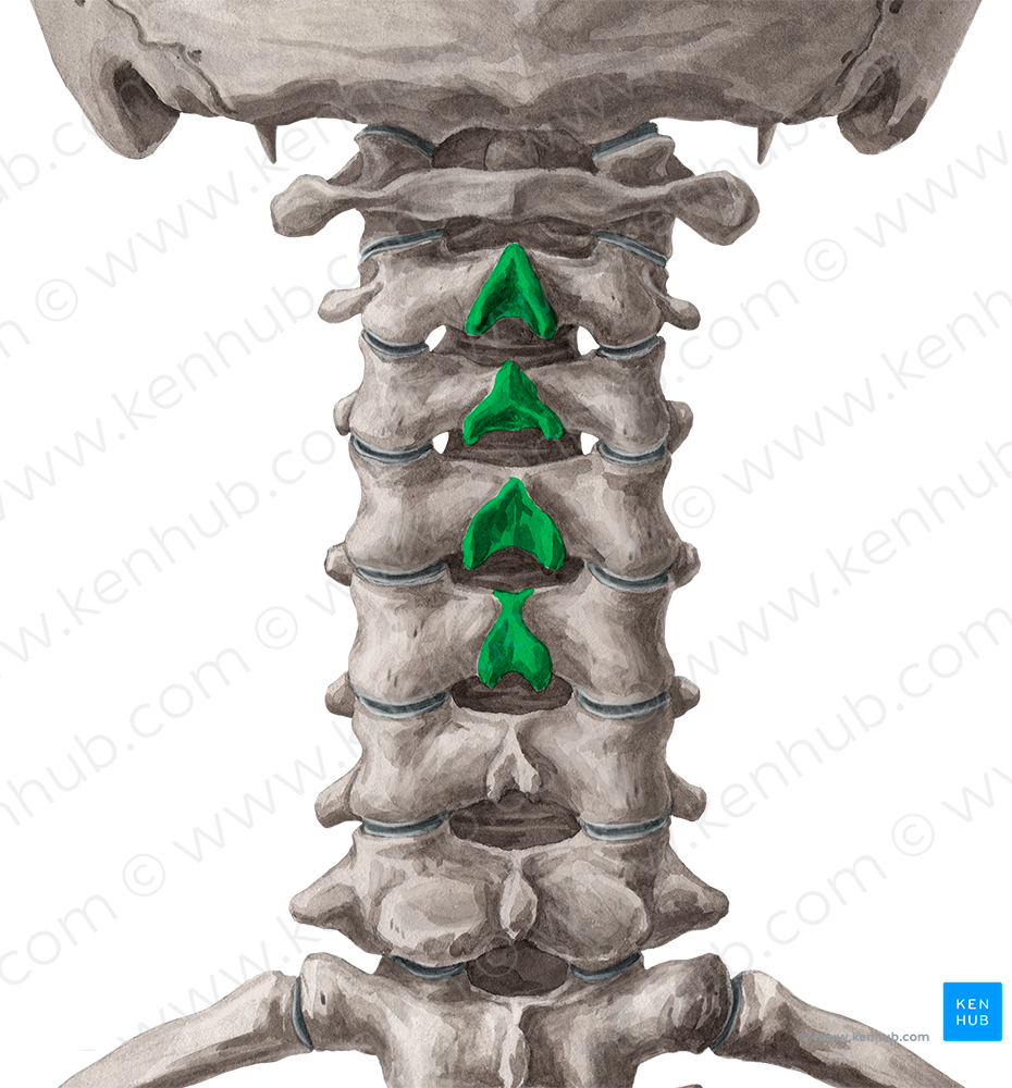 Spinous processes of vertebrae C2-C5 (#8251)