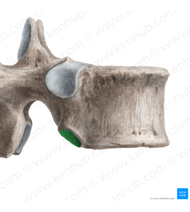 Inferior costal facet of vertebra (#3903)