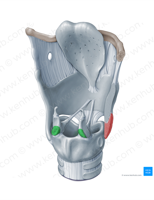 Muscular process of arytenoid cartilage (#18358)