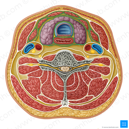 Middle layer of deep cervical fascia (#17283)