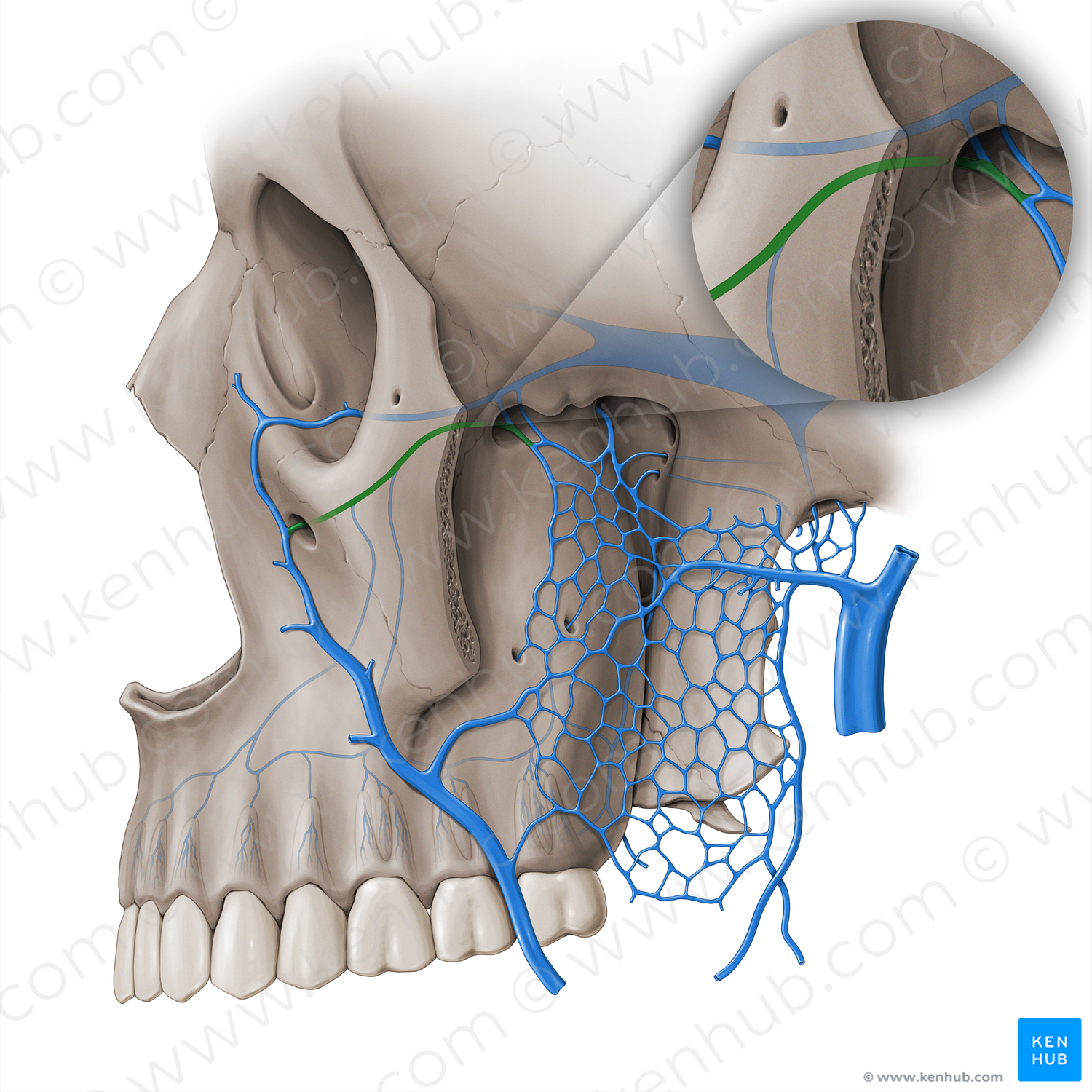 Infraorbital vein (#18455)