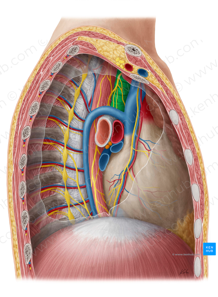 Trachea (#9510)