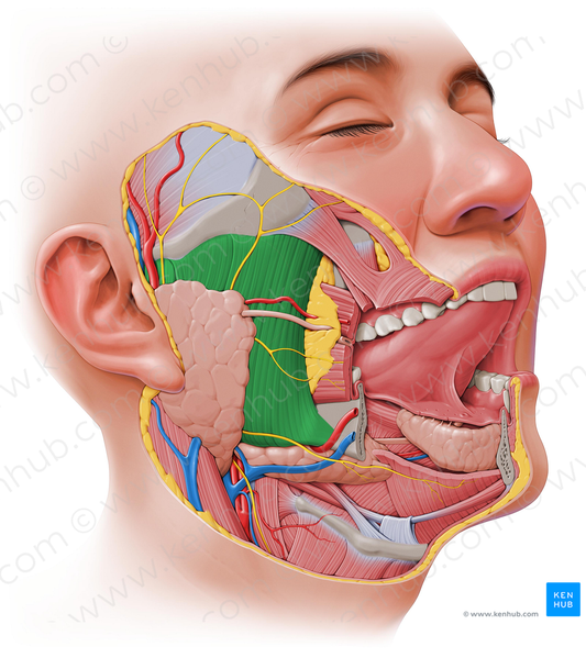 Masseter muscle (#5607)