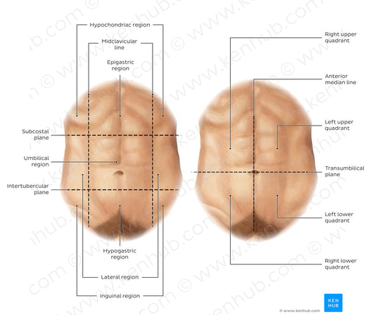 Regions of the abdomen (English)