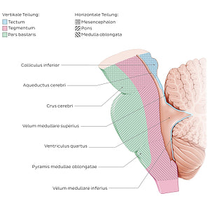 Brainstem: parts  (Latin_DE version) (Latin)