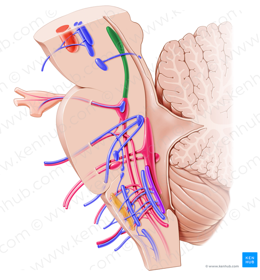 Mesencephalic nucleus of trigeminal nerve (#7211)