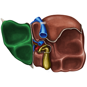 Left lobe of liver (#4803)