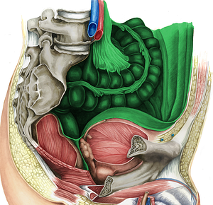 Peritoneum (#7870)