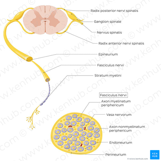 Nerve (cross section) (Latin)