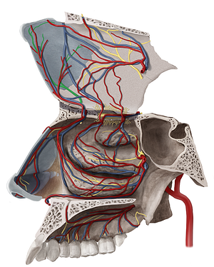 Medial nasal branches of anterior ethmoidal nerve (#8755)