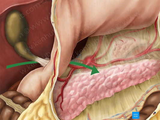 Omental foramen (#3786)