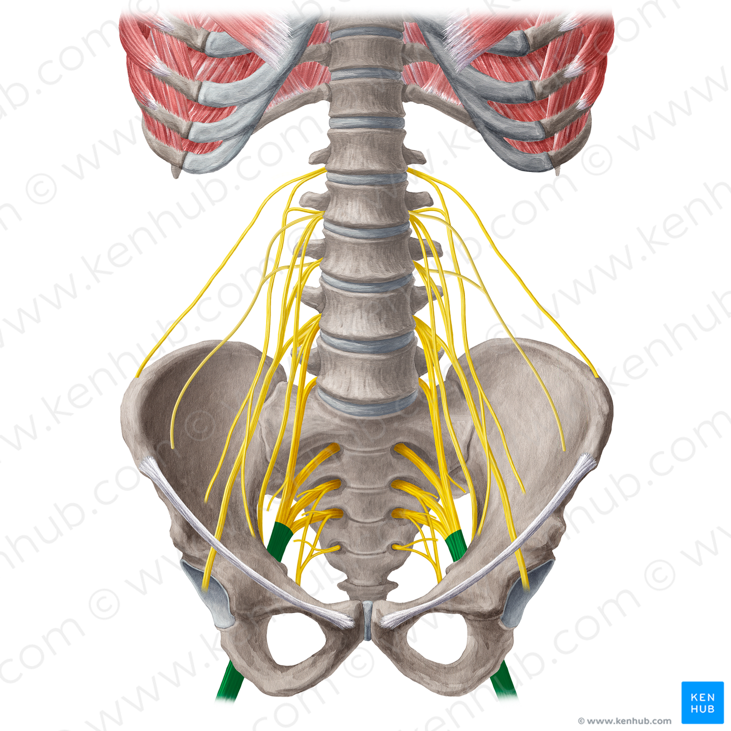 Sciatic nerve (#21573)