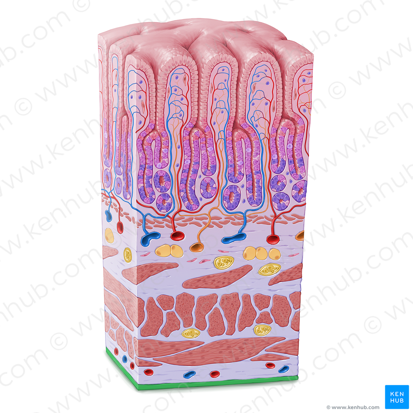 Mesothelium (#21609)