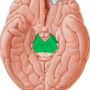 Cerebral peduncle (#7841)