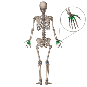 Metacarpal bone (#7497)