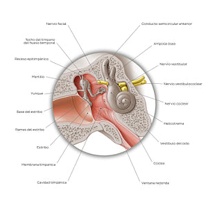 Middle ear: coronal section (Spanish)