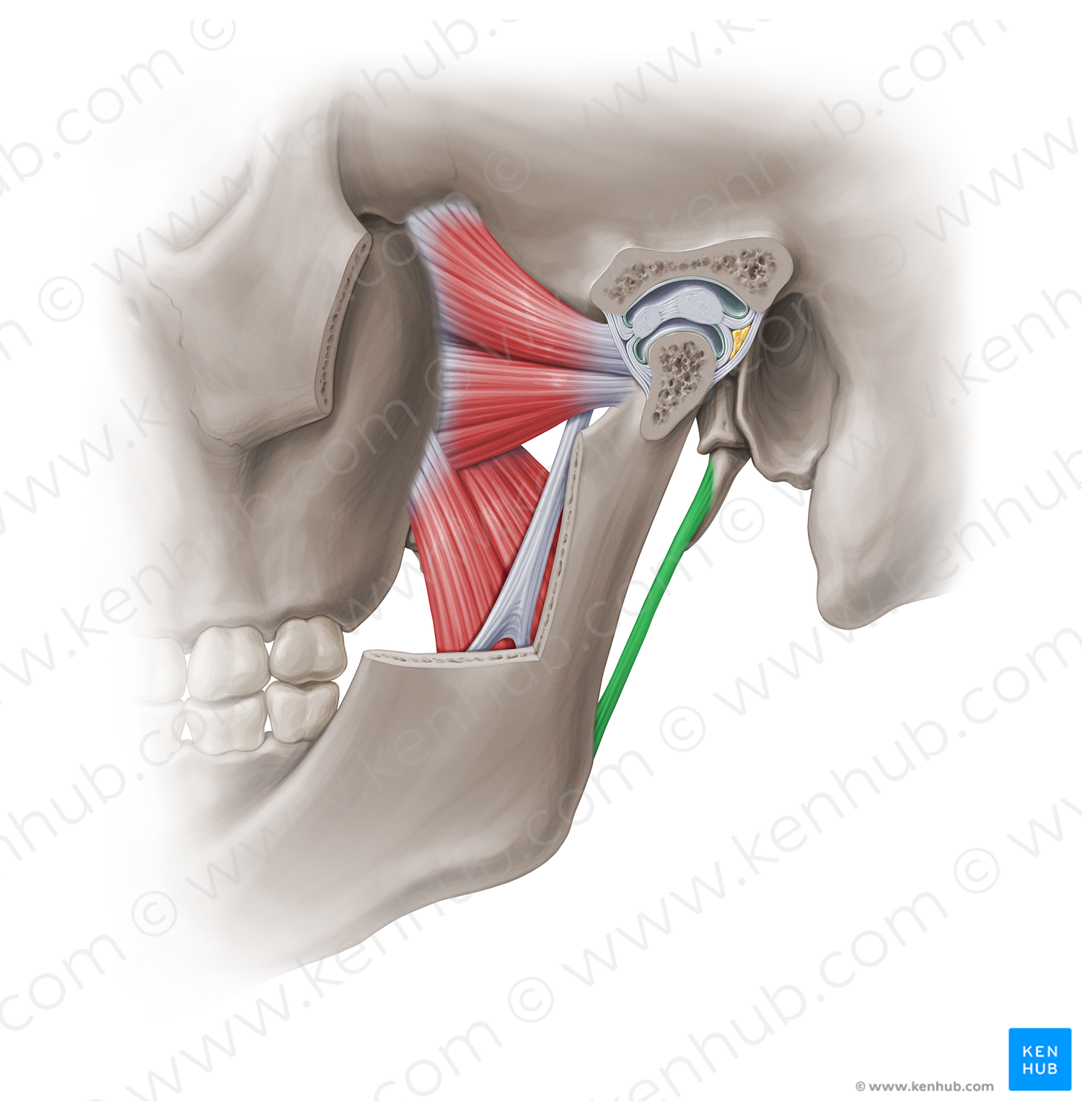 Stylomandibular ligament (#18963)