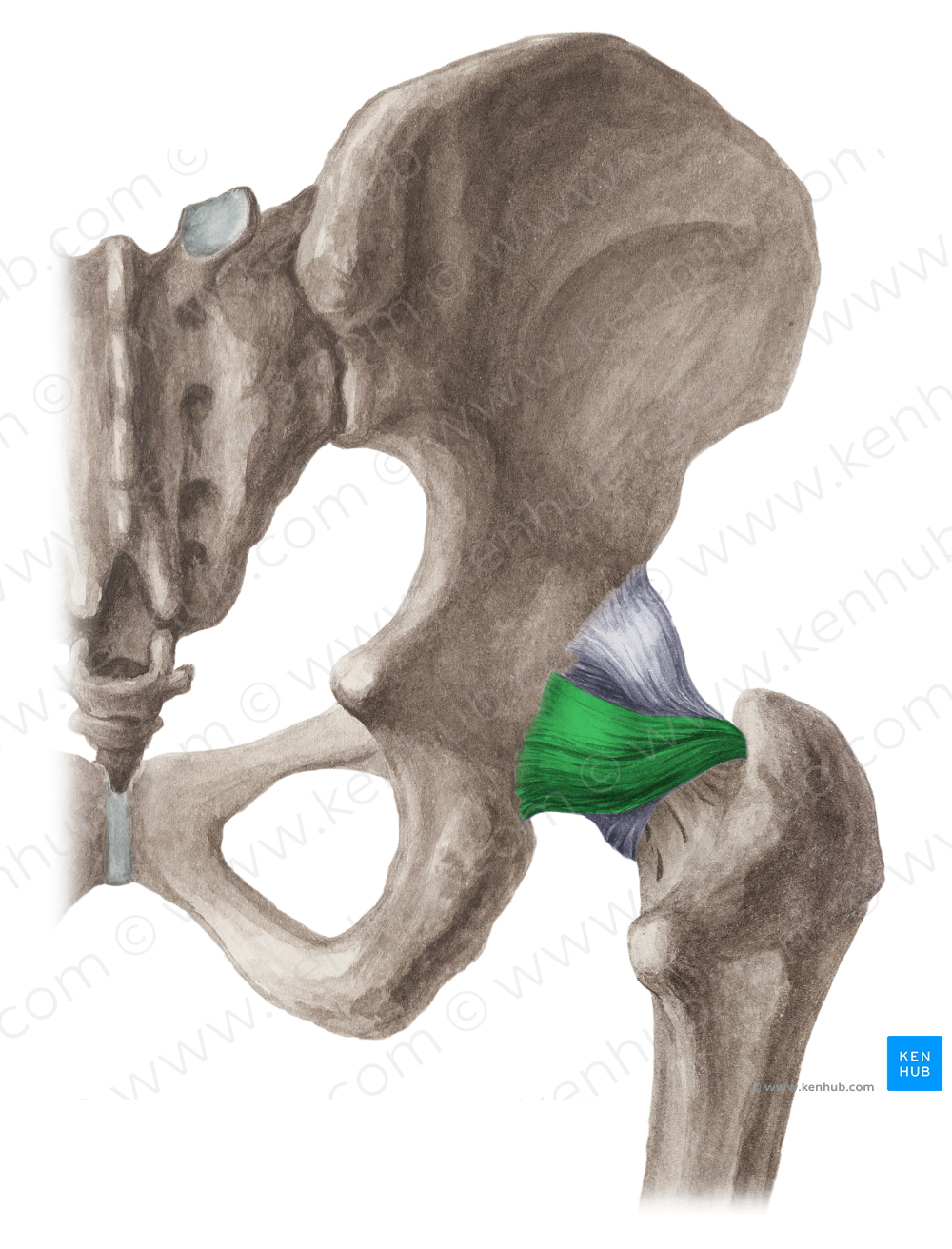 Ischiofemoral ligament (#4562)