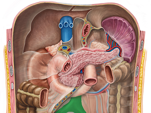 Abdominal aorta (#700)