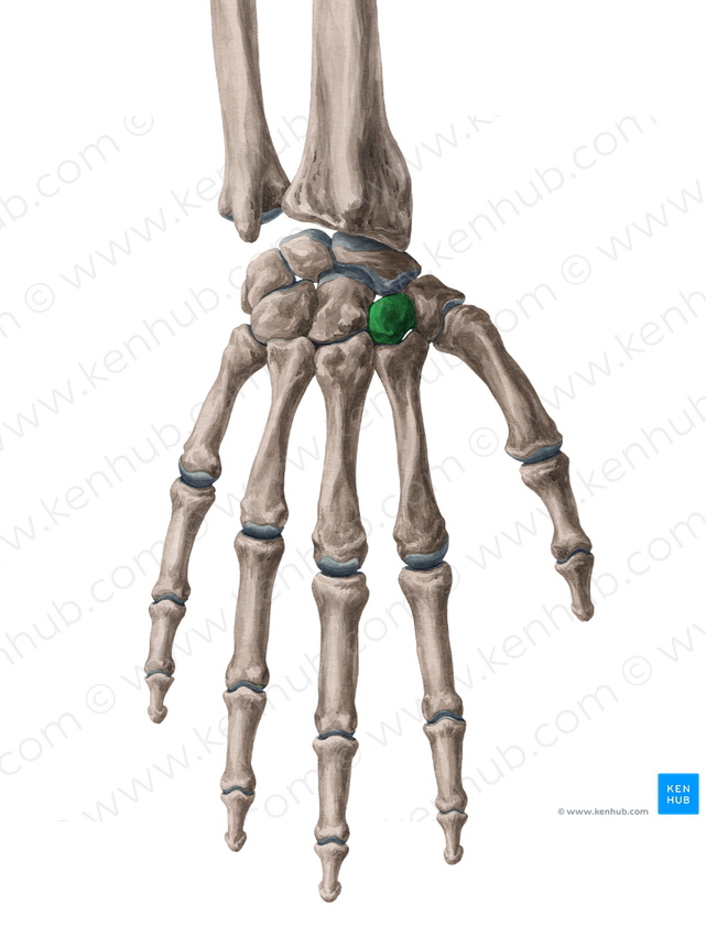 Trapezoid bone (#7570)