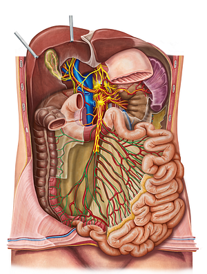 Periarterial plexus (#7950)