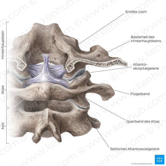 Cervical spine bones and ligaments: joints (German)