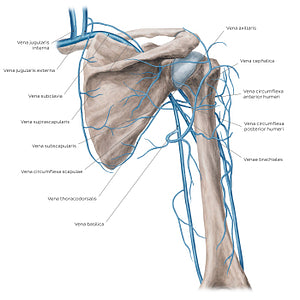 Veins of the arm and the shoulder - Posterior view (Latin)