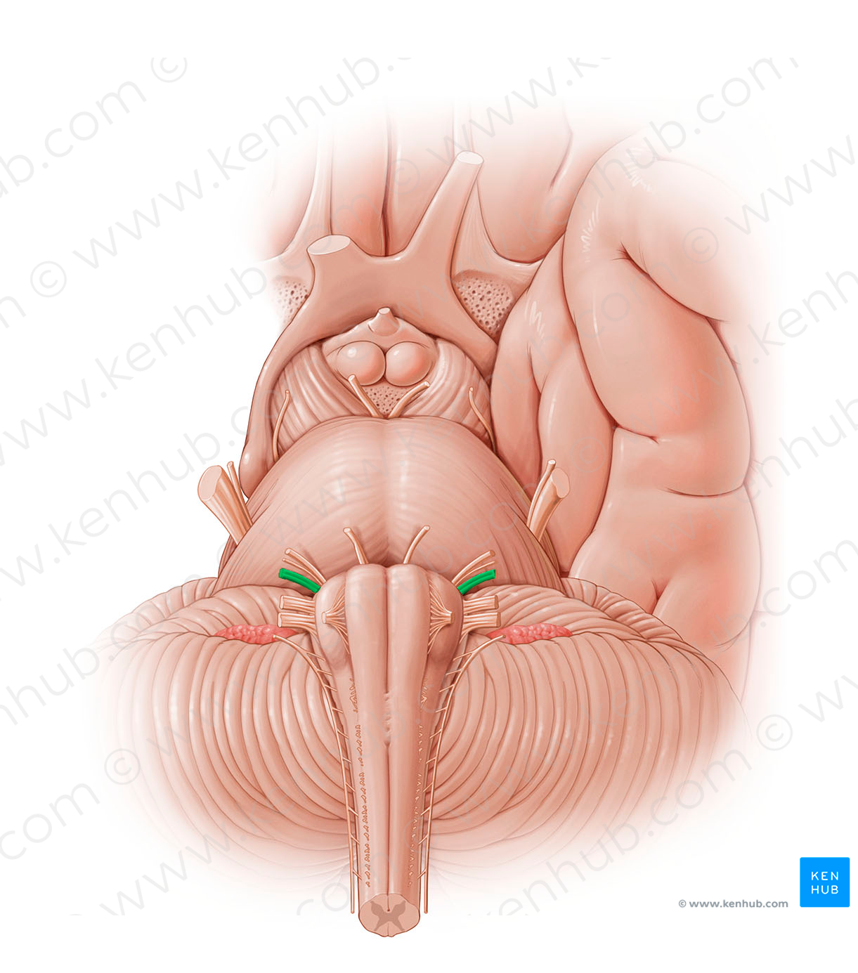 Vestibulocochlear nerve (#12800)