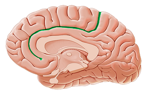 Cingulate sulcus (#9246)