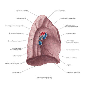 Medial view of the left lung (Portuguese)