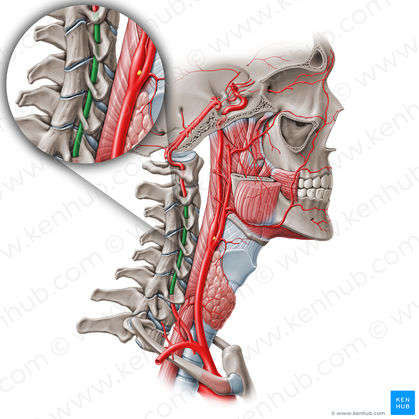 Cervical part of vertebral artery (V2) (#19553)