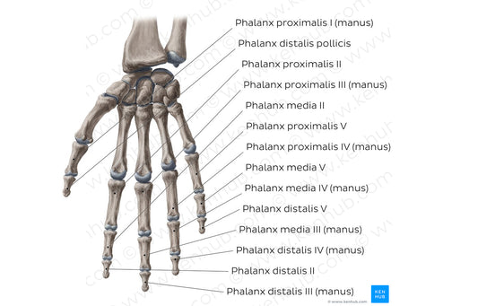 Phalanges of the hand (Latin)